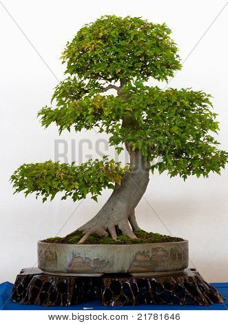 Vecchio albero di acero come Bonsai