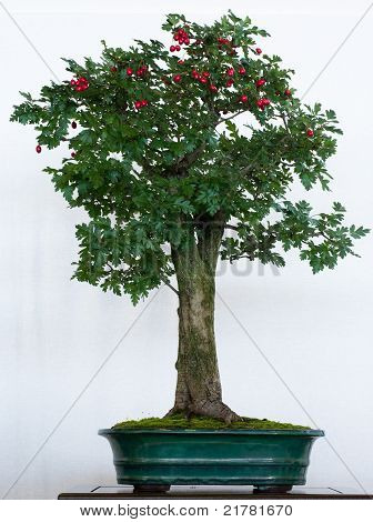 Tjørn som Bonsai-træ
