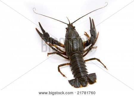 Ųķčnķch Astacus leptodactylus. Úzký Drápal raků na bílém pozadí.