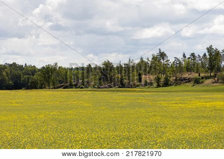 Yellow Canola field or rapeseed forest in the background