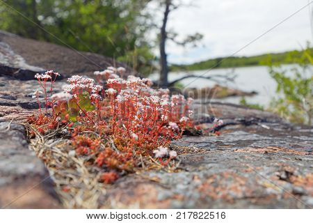 Closeup of white and red Succulent flower sea and rock in the background
