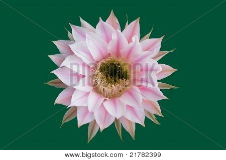 Blomsten af en Echinopsis kaktus