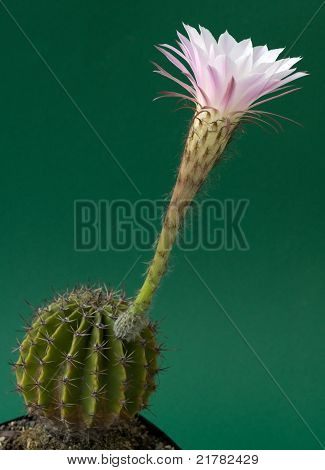 Hvid Cactus blomstre