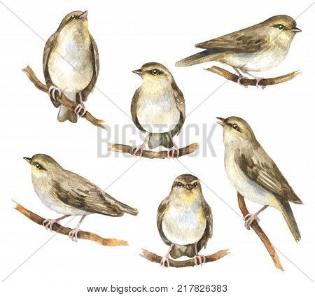 Watercolor painting. Hand drawn animalistic illustration. Aquarelle sketch of forest birds sitting on tree branches. Songbirds isolated on white.
