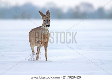 Roe deer (Capreolus capreolus) in winter. Female deer doe deer with snowy background. Wild animal walking forward determined in deep snow.