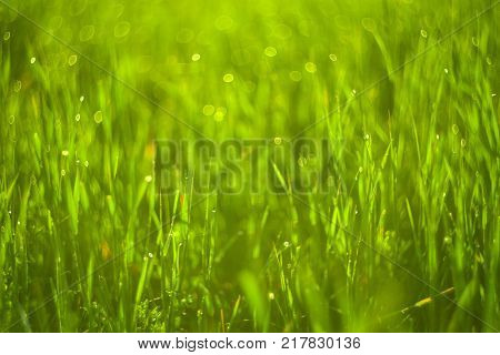Vivid background of green grass and drops of morning dew