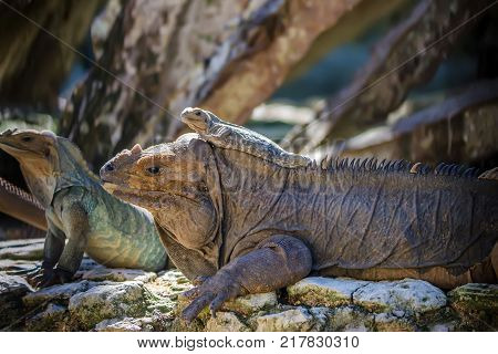Baby green iguana lies on its mother. Concept of care and tender