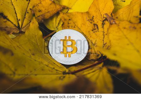 bitcoin among the yellow autumn leaves, interesting concept