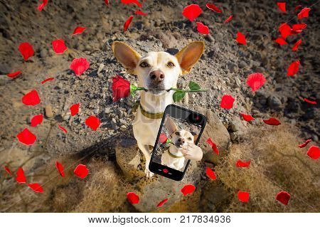 Dog Ready To Go For A Walk On Valentines