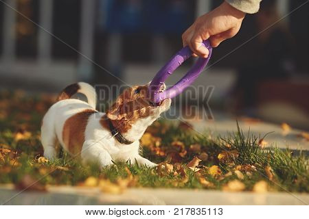 Dog breed Jack Russell Terrier walking in autumn park