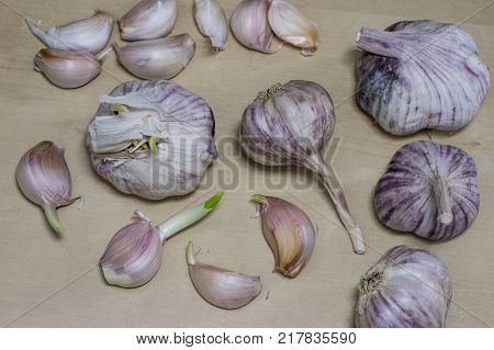 Sprouting Cloves Of Garlic On A Wooden Table. Garlic With Young Sprouts.