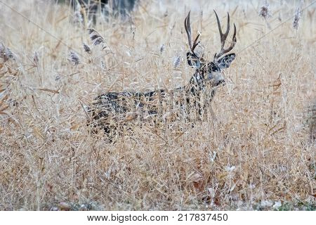 Large and beautiful muledeer buck with perfect antlers hiding in the grass in autumn