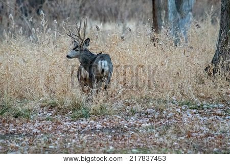 Large muledeer in the rut following a doe in the forest