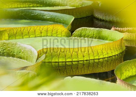 Closeup of the huge floating lilly pad leaves of Victoria Regia in the rain forest