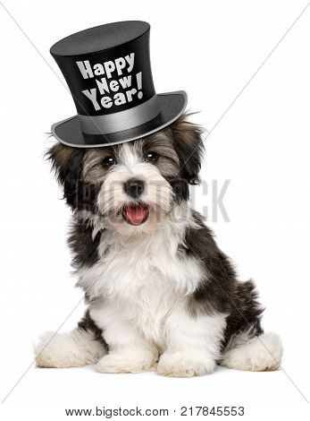 Happy smiling havanese puppy dog is wearing a black Happy New Year top hat isolated on white background