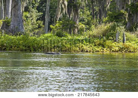 Drifting Down the River in Wakulla Springs State Park Florida