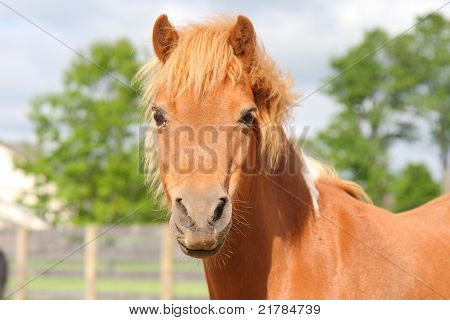 Minipferd
