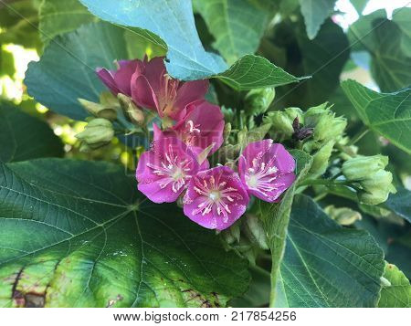 Pink Flowers With White Stems