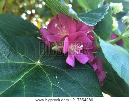 Pink Flowers With White Stems