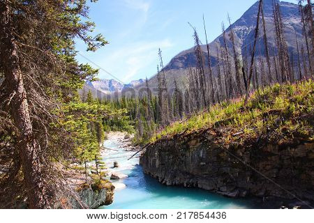Remnants of the 2003 forest fire can been seen at Marble Canyon in Kootenay National Park near Banff as turquoise-colored waters from Tokumm Creek flows through a forest undergoing rebirth.