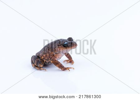 Leptobrachium chapaense (White-eyed Litter Frog) : frog on white background. Amphibian of Thailand