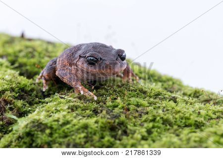 Leptobrachium chapaense (White-eyed Litter Frog) : frog on white background. Amphibian of Thailand