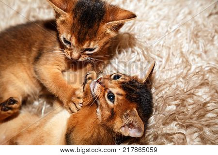 Kittens of Abyssinian cat lying on a fur blanket. Couple of kittens playing with each other.