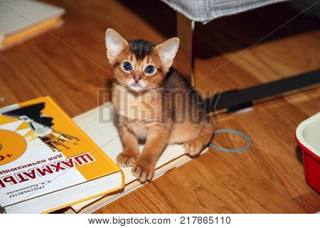 MOSCOW/ RUSSIA - DECEMBER 10, 2017. Abyssinian kitten playing with the books and making mess in the room.