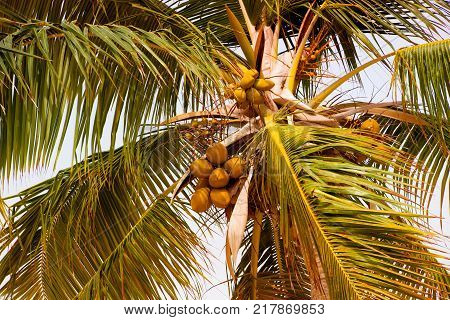 Palm tree with coconuts against the blue sky.