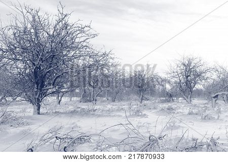 The garden is in winter .  Trees in winter .