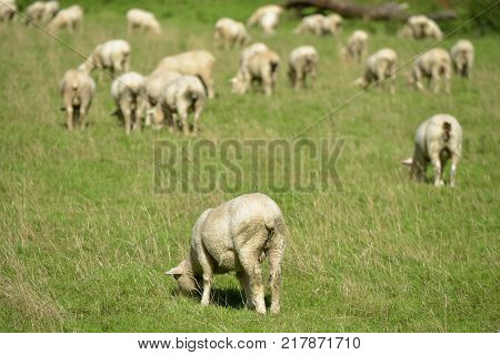Sheep in the Doone Valley near the village of Malmsmead in Exmoor, North Devon