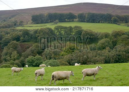 Sheep near Dunkery Beacon, Exmoor, North Devon