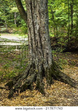 close-up trunk of beech tree at the forest