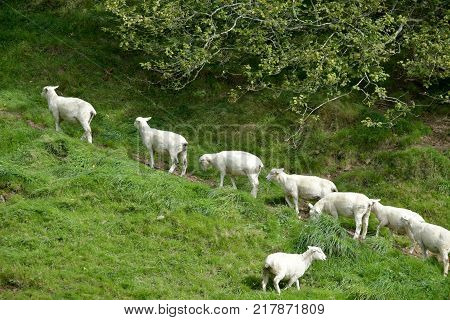 Sheep in the Doone Valley near the village of Malmsmead in Exmoor, North Devon