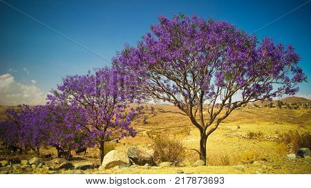 alley of Jacaranda trees at Filfil national park at Eritrea