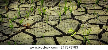 the decay of soil after a drought, the influence of an aggressive environment on nature.