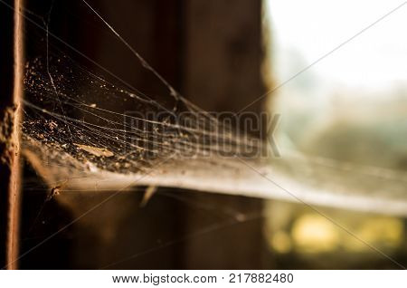 natural coweb or spider webs growing in corner of lost building