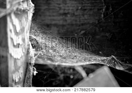natural coweb or spider webs growing in corner of lost building