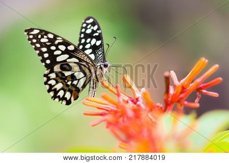 Papilio polytes, the common Mormon, is a common species of swallowtail butterfly widely distributed across Asia.
