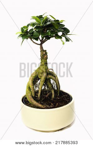 ficus bonsai tree isolated on a white background
