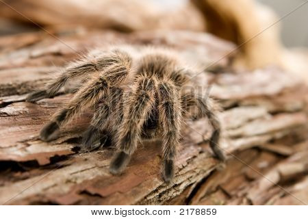 Cileno Rose Tarantula