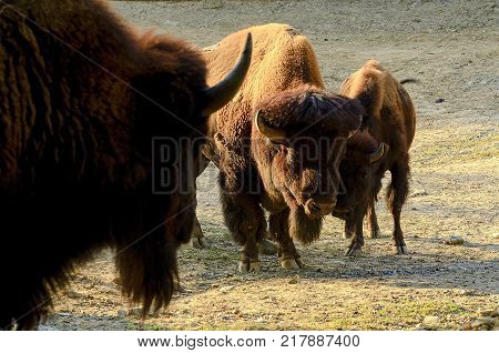 The American bison Bison bison , also commonly known as the American buffalo or simply buffalo