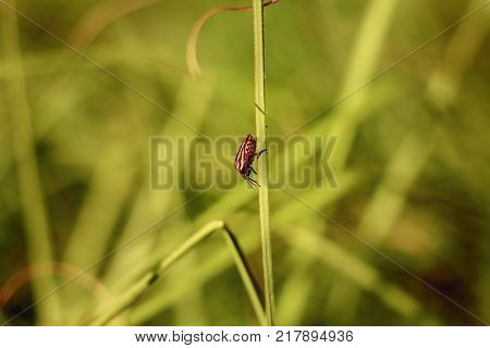 Red And Black Striped Bugs Hanging On Tall Grass