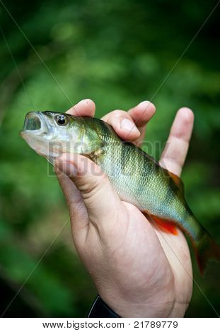 Pesce persico