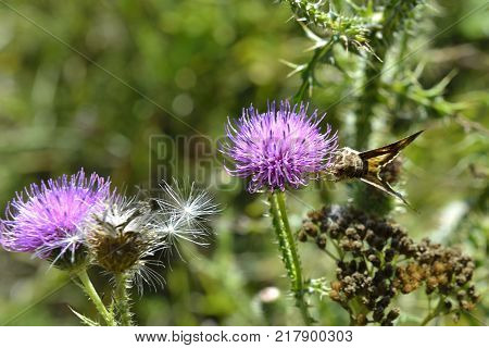 Brown beet webworm on medical autumnal pink flower of  wild holy thistle gathering a nectar with proboscis;