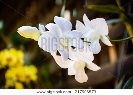 closeup photo of white orchid in the garden
