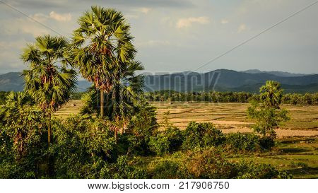 two palms with field and mountain background, at sunset