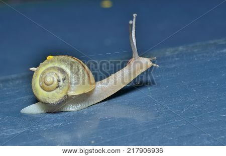 A close up of the small snail.