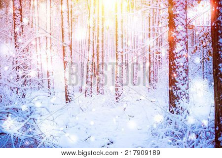 Tree pine spruce in magic forest winter with falling snow sunny day. Snow forest snowfall. Christmas Winter New Year background trembling scenery.