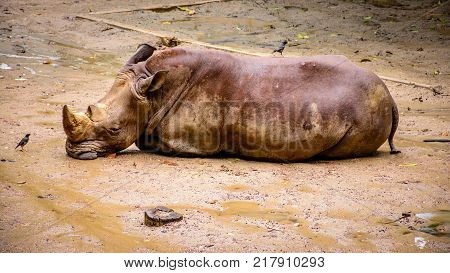 big rhinocerous is sleeping on the ground